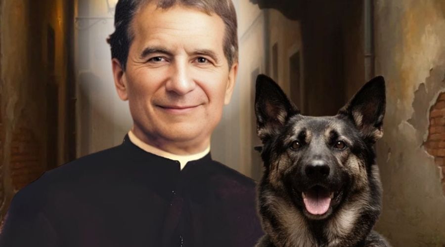 Conoce a Grigio, el perro protector de Don Bosco