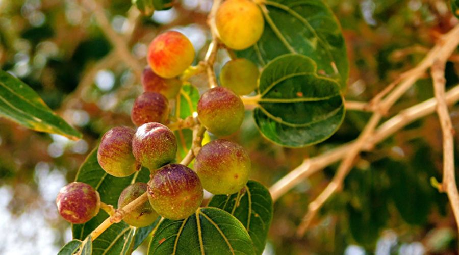 La oración da fruto porque nos hace ver la verdad de las cosas